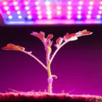 COB LED grow lights