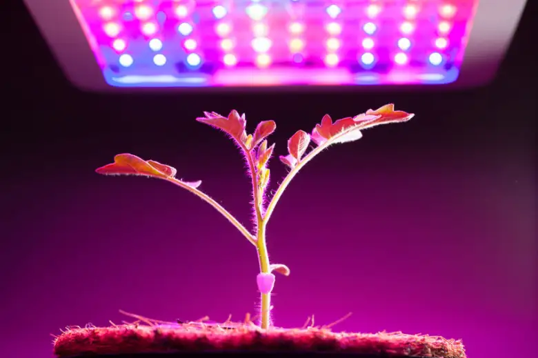 COB LED grow lights